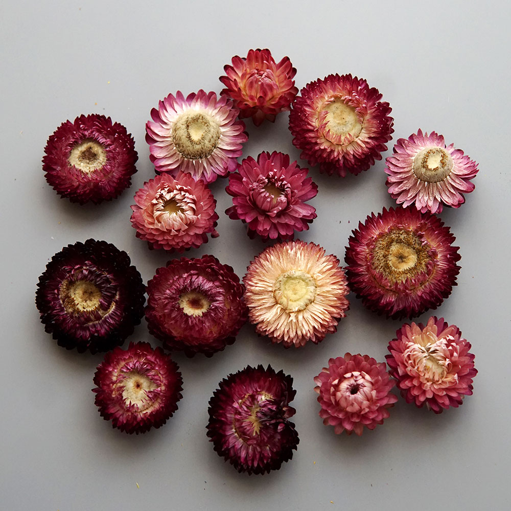 Natural Dried Colorful Chrysan - Holiday Candle Set 评论和价格